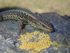 Iberolacerta monticola