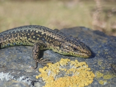 Iberolacerta monticola