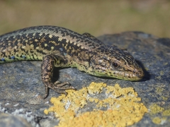 Iberolacerta monticola