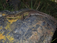 Iberolacerta monticola