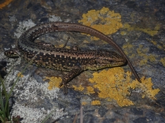 Iberolacerta monticola