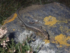 Iberolacerta monticola