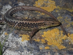 Iberolacerta monticola