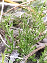 Selaginella uliginosa