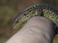 Iberolacerta monticola