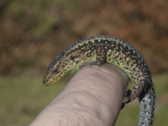 Iberolacerta monticola