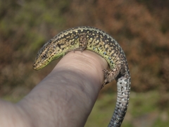 Iberolacerta monticola