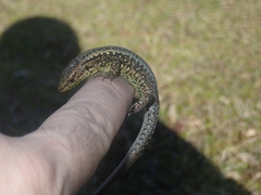 Iberolacerta monticola