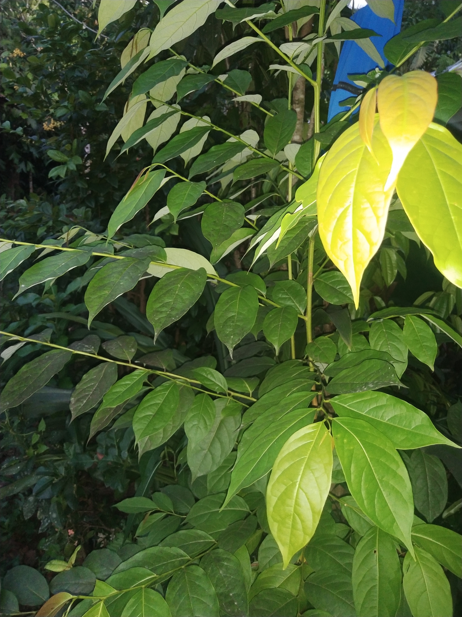 Poumuli (Flueggea flexuosa)