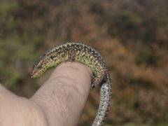 Iberolacerta monticola