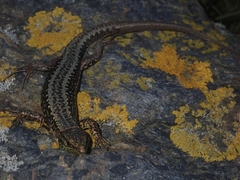 Iberolacerta monticola