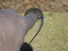 Iberolacerta monticola