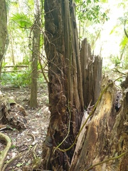 Pseudovanilla foliata