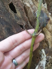 Pseudovanilla foliata