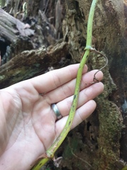 Pseudovanilla foliata
