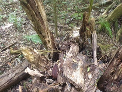 Pseudovanilla foliata