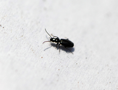 Microlestes