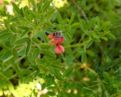 Indigofera candicans