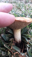 Suillus mediterraneensis