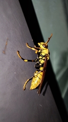 Polistes rothneyi
