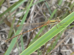 Austrolestes analis