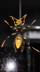 Polistes rothneyi