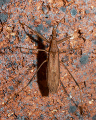 Sastrapada australica