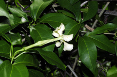 Echites umbellatus