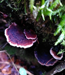 Fomitopsidaceae