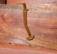 Diversibipalium indicum