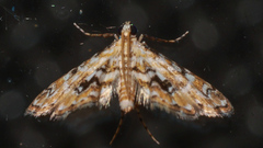 Parapoynx sinuosa