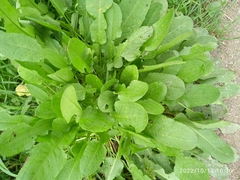 Rumex pulcher