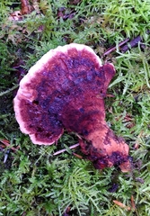 Fomitopsidaceae