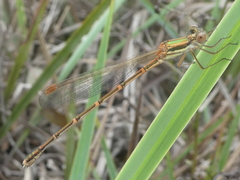 Austrolestes analis