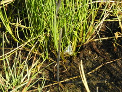 Triglochin maritima