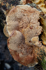 Hapalopilus rutilans