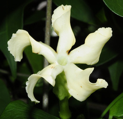 Echites umbellatus