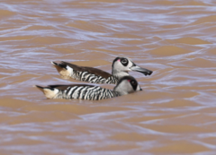 Malacorhynchus membranaceus