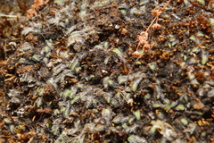 Riccia crinita