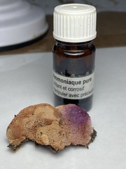 Hapalopilus rutilans