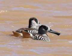 Malacorhynchus membranaceus