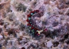 Thuridilla picta