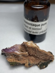 Hapalopilus rutilans