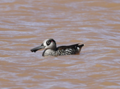Malacorhynchus membranaceus