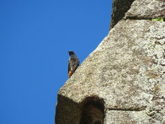 Phoenicurus ochruros