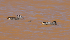 Malacorhynchus membranaceus