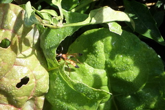 Ctenochares bicolorus