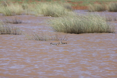 Malacorhynchus membranaceus