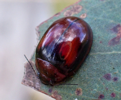 Paropsisterna erudita