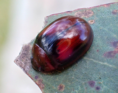 Paropsisterna erudita